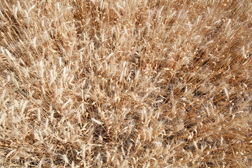 Wheat ears grow in the field on sky clouds backgraund.