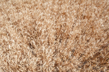 Wheat ears grow in the field on sky clouds backgraund.