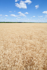Wheat ears grow in the field on sky clouds backgraund.
