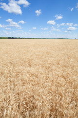 Wheat ears grow in the field on sky clouds backgraund.