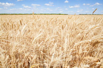 Wheat ears grow in the field on sky clouds backgraund.
