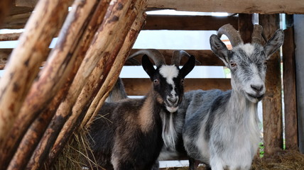 Goat and goats in the barn