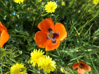  Red poppies in the meadow