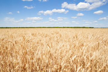 Wheat ears grow in the field on sky clouds backgraund.