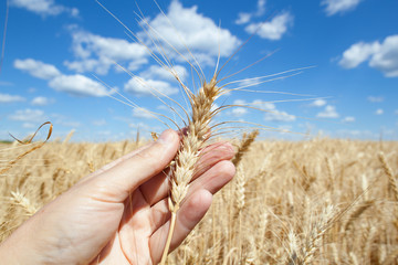 Wheat ears grow in the field on sky clouds backgraund.
