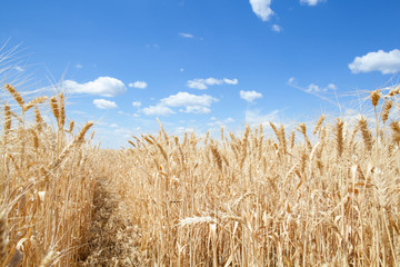 Wheat ears grow in the field on sky clouds backgraund.