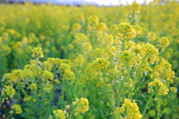 菜の花　菜の花畑