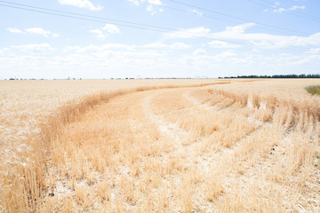 Wheat ears grow in the field on sky clouds backgraund.