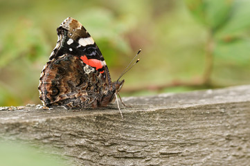 The side view of a beautiful Red Admiral Butterfly, Vanessa atalanta, perching on a wooden fence.