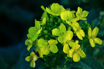 菜の花　菜の花畑