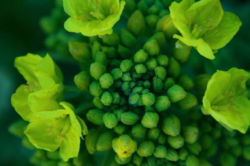 菜の花　菜の花畑