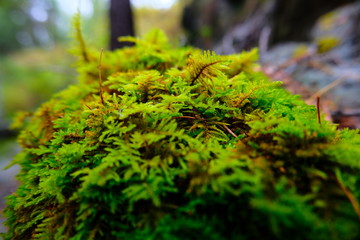 Nature of the Urals in Russia in early Autumn