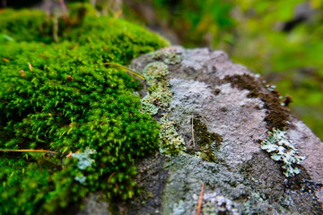 Nature of the Urals in Russia in early Autumn