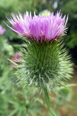 Carduus