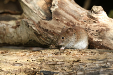 Naklejka na ściany i meble A cute wild Bank Vole, Myodes glareolus foraging for food in a log pile in woodland in the UK. 