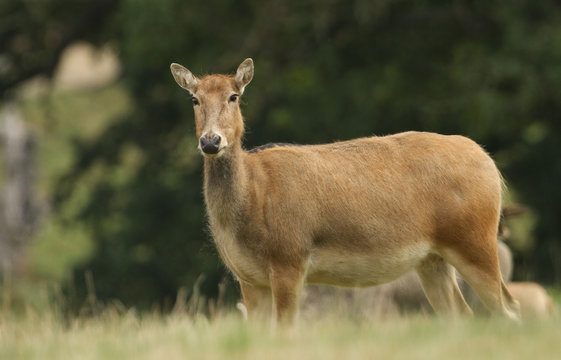 A magnificent female Milu Deer, also known as P&eacute;re David's, Elaphurus davidianus, feeding in a meadow.
