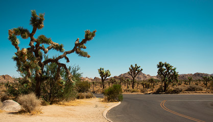 Joshua Tree Landscape