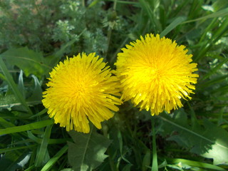  Dandelions in the meadow