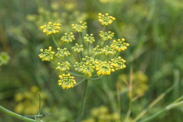 Anise plant seeds close up