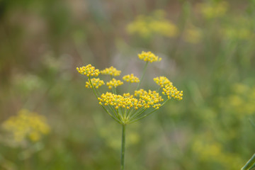 Detail of anise plant yellow flowers