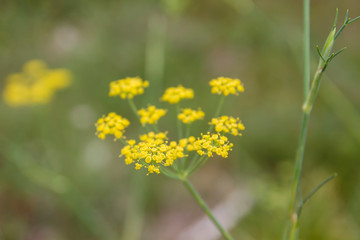 Detai of anise flowering plant