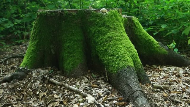 Big stump of an old beech tree covered with green moss in a summer forest