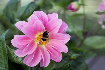 Beautiful pink Dahlia flower with flying bumblebee. Bumblebee on pink Dahlia flower in garden with bokeh background.