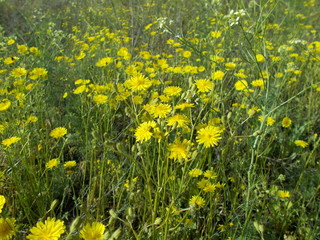  Dandelions in the meadow
