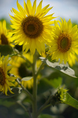 sunflowers close-up