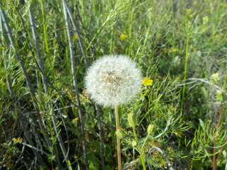  Dandelions in the meadow