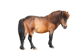 pony isolated on white background