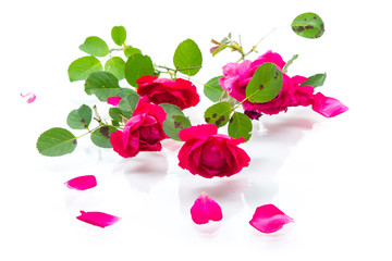 bouquet of beautiful red roses on a white