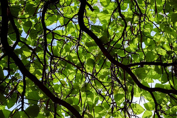 background of green tree branches. Wallpaper pattern