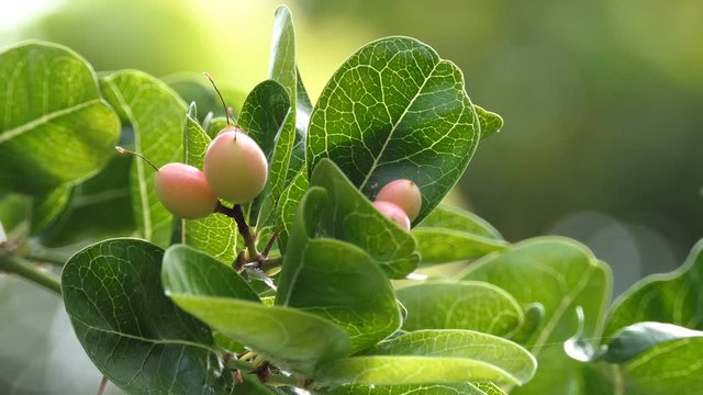 Carunda or Karonda Fruit for health