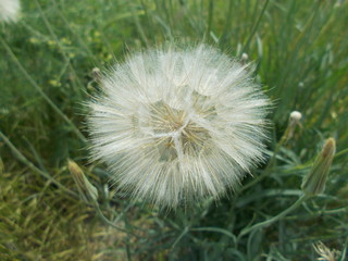  Dandelions in the meadow