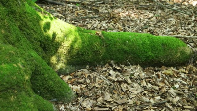 Trunk and roots of an old beech tree covered with green moss in a summer forest