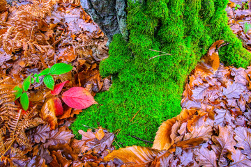 france, chevreuse valley : leaves in  forest in autumn