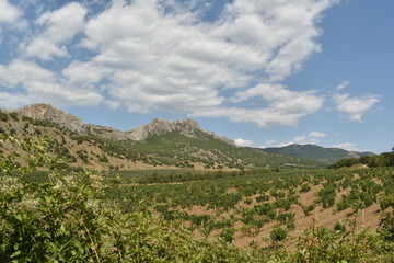 Fototapeta na wymiar view of mountains and vineyards