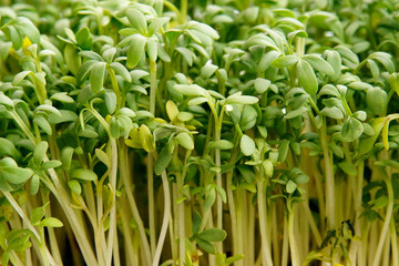 Fresh green garden cress