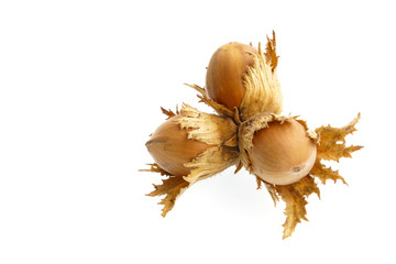 Hazelnuts with shell with a white background