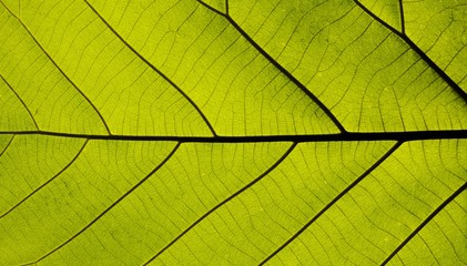 Naklejka na ściany i meble perfect green leaf patterns - closeup