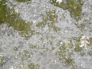 background texture moss-covered surface with many blades of grass and pebbles