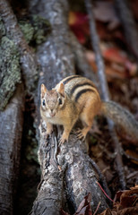 Chipmunk