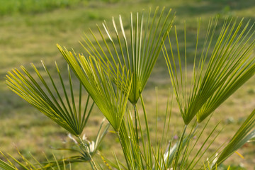 Palmwedel, derFächerpalme vor grünen Hintergrund im Sonnenlicht