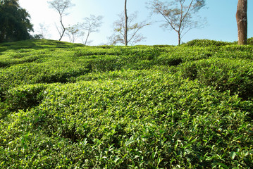Tea green field in the Darjeeling highlands, India