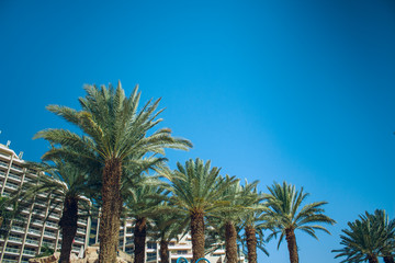 Fototapeta premium Middle East travel vacation destination place photography of palm trees garden foreground on Israeli hotel territory, empty blue sky background space for copy or text 