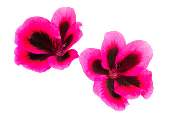 pelargonium flower