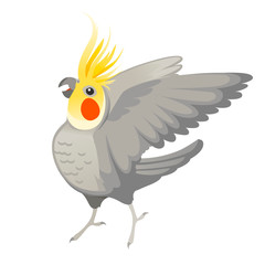 Adult parrot of normal grey cockatiel looking on you and flapping its wing (Nymphicus hollandicus, corella) cartoon bird design flat vector illustration isolated on white background