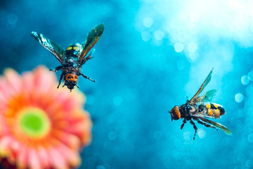 two huge queen bees are flying. A pair of wasps, against the background of a gerbera flower, with a multi-colored blurred background, drops of water
