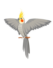 Naklejka premium Adult parrot of normal grey cockatiel sitting on branch and flapping its wing (Nymphicus hollandicus, corella) cartoon bird design flat vector illustration isolated on white background